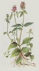 Prunella vulgaris/  