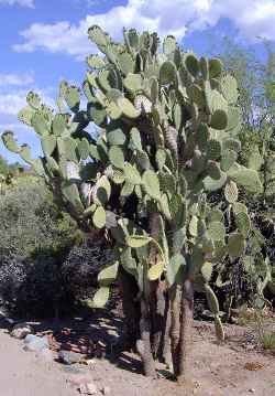 Opuntia streptacantha